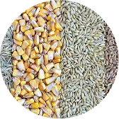 Grains