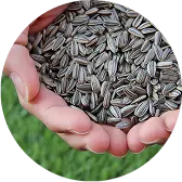 Grains